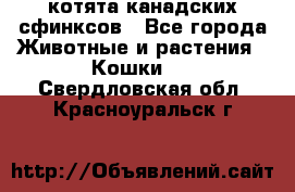 котята канадских сфинксов - Все города Животные и растения » Кошки   . Свердловская обл.,Красноуральск г.